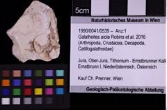 Foto (Objekt + Etiketten) von Galatheites aiola (Robins et al., 2016) (NHMW-GEO-1990-0041-0539)